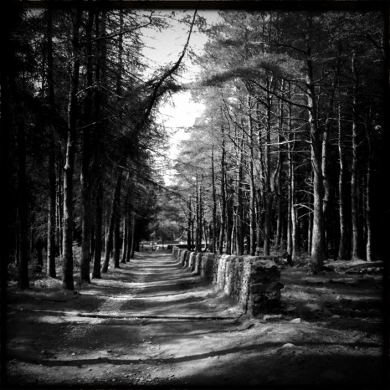 Walk in the Woods #2, Andy Butler, filmado desde Hipstamatic