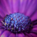 9 consejos para fotografia macro de flores