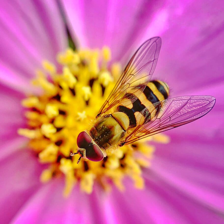 7 Consejos para increíbles fotos macro de insectos con móvil