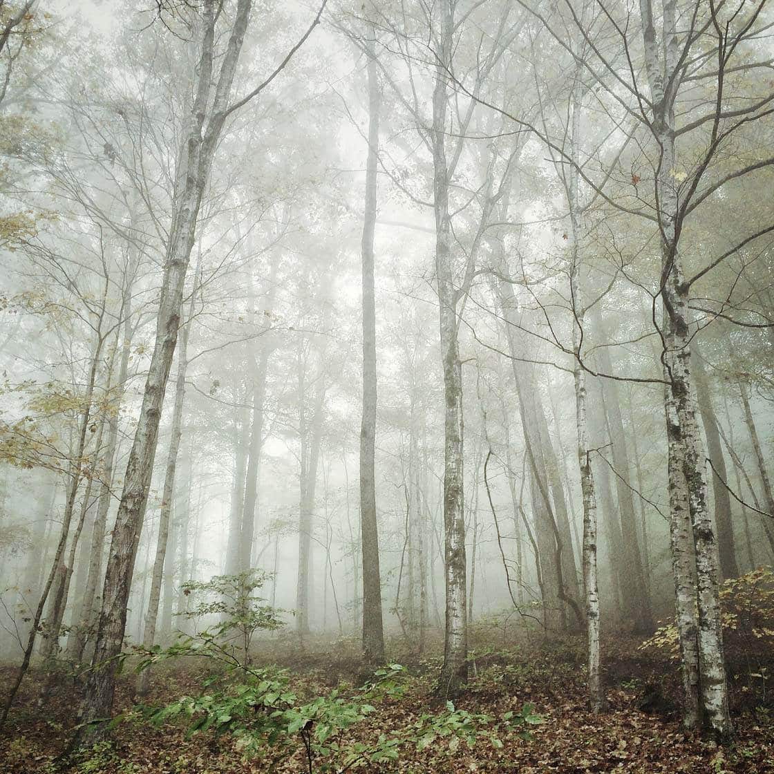 10 consejos para tomar hermosas fotos de niebla con movil