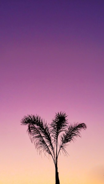 Me encanta la serenidad de la luz aquí y la silueta de las palmeras.